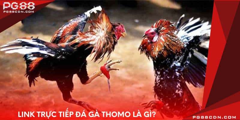 Link trực tiếp đá gà thomo là gì?